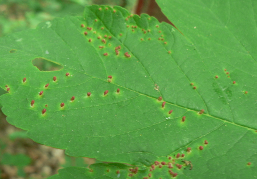 Aceria macrorhyncha